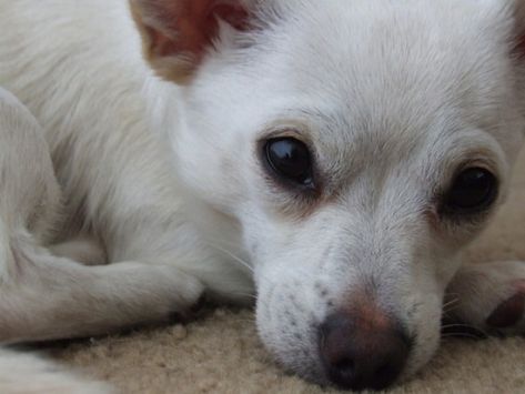 Jack Chi, Chi Dog, Show Rabbits, Sweet Personality, Pitbull Mix, The Jack, Cat People, Popular Dog, Pet Stuff