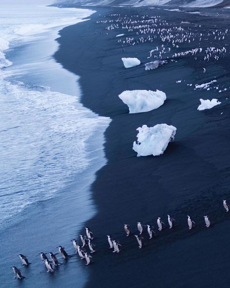 Deception Island, Chinstrap Penguin, Ocean Life, Penguins, The Sea, Vision Board, Product Launch, Water, Travel