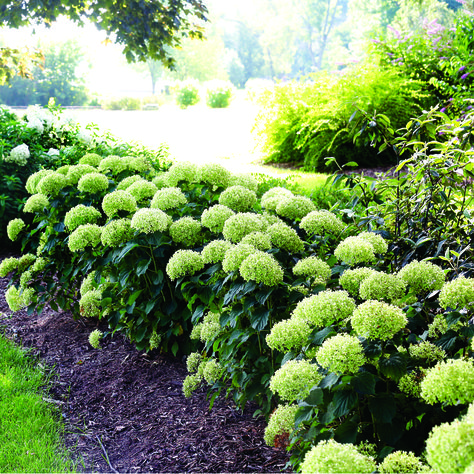 Genus: Hydrangea Species: macrophylla Variety: Invincibelle Limetta Item Form: 1-Quart Zone: 3 - 9 Bloom Start To End: Early Summer - Late Fall Habit: Compact Plant Height: 24 in - 3 ft Plant Width: 3 ft - 4 ft Amazing Landscaping Ideas, Landscaping Around House, Smooth Hydrangea, Small Yard Landscaping, Landscape Plants, Grasses Landscaping, Front Landscaping, Low Maintenance Landscaping, Landscape Design Plans