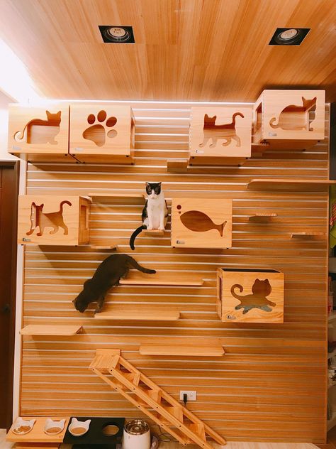 Cat Room Ideas, Cat Hotel, Cat Wall Shelves, Cat Wall Furniture, Cat House Diy, Cat Playground, Cat Enclosure, Cat Shelves, Animal Room