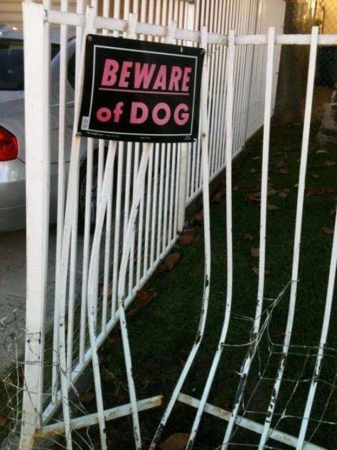 I think we better run now... Dangerous Dogs, Beware Of Dog, Bored At Work, Picture Day, Dog Signs, Funny Animal Pictures, Best Funny Pictures, Funny Photos, Funny Images