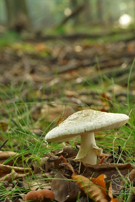 Deathcap Mushroom, Blackbird Designs, Mushroom Hat, The Mushroom, Blackbird, The Fly, Black Bird, Stuffed Mushrooms, Arts And Crafts