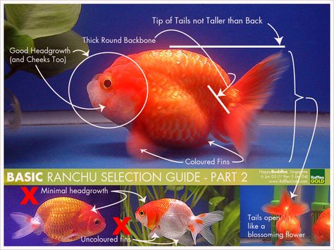 Ranchu criteria part 2 Ranchu Gold Fish, Ranchu Fish, Goldfish Wallpaper, Comet Goldfish, Goldfish Types, Oranda Goldfish, Goldfish Aquarium, Fancy Goldfish, Kolam Koi