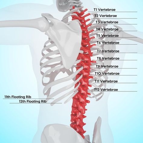 Thoracic Spine Nerves and Subluxation Gallatin Valley Chiropractic: Bozeman, MT: Back and Neck Pain, Whiplash & More Middle Back Pain Causes, Rib Pain, Mid Back Pain, Thoracic Vertebrae, Thoracic Spine, Spinal Fusion, Middle Back Pain, Chiropractic Clinic, Lumbar Spine