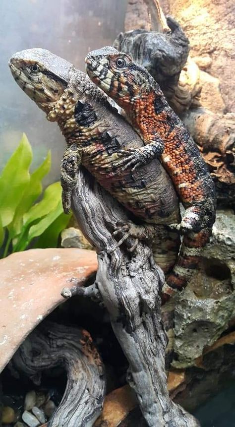 Chinese Crocodile Lizard, Animals