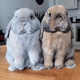 Bunny Rabbit GIF - Bunny Rabbit - Discover & Share GIFs Pet Bunny Rabbits, Cute Bunny Pictures, Bunny House, Baby Animals Pictures, Pet Bunny, Haiwan Peliharaan, Baby Animals Funny