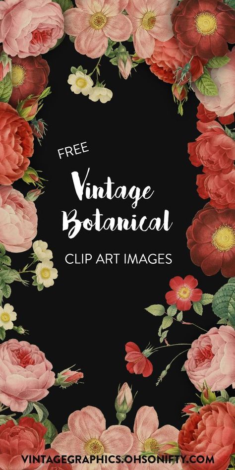 Free Clipart Images | Vintage Botanical Roses and Flowers - http://vintagegraphics.ohsonifty.com/free-clipart-images-vintage-botanical-roses-and-flowers/ Free Printable Flowers Clipart, Free Floral Clipart, Free Botanical Printables, Free Use Images, Diy Wedding Planner, Flyer Free, Free Vintage Printables, Free Clipart Images, Free Printable Art