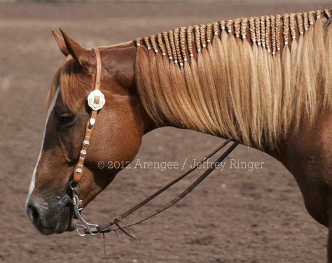 Horse Mane Braids, Horse Hair Braiding, Horse Braiding, Horse Mane, Horse Costumes, Horse Tips, Horse Grooming, All The Pretty Horses, Horse Crazy