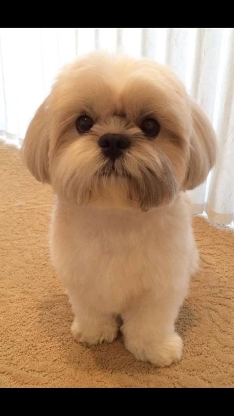 Shitsu Dog Haircut, Shitzu Haircuts Teddy Bears, Shihtzu Haircut Teddy Bears, Shihtzu Haircut Short, Shih Tzu Haircuts Short, Shihtzu Haircut, Shih Tzu Teddy Bear Haircut, Corte Shitzu, Shitzu Haircuts