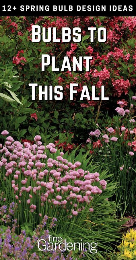 Bulbs To Plant In Fall Zone 4, Fall Flower Planting, Fall Bulbs To Plant Perennials, Fall Plants Landscape, Fall Garden Preparation, Bulbs To Plant In Fall, Fall Garden Prep, Fall Bulb Planting, Cottage Plants