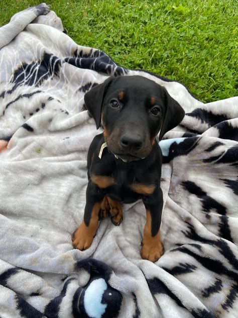 Doberman puppies Doberman Pinscher Puppies, Doberman Breeders, Brown Doberman Puppy, Doberman Puppies For Sale, Doberman Pinscher Protection, Doberman Puppies, Doberman Pinscher Puppy, Puppies For Sale Near Me, Doberman Puppy