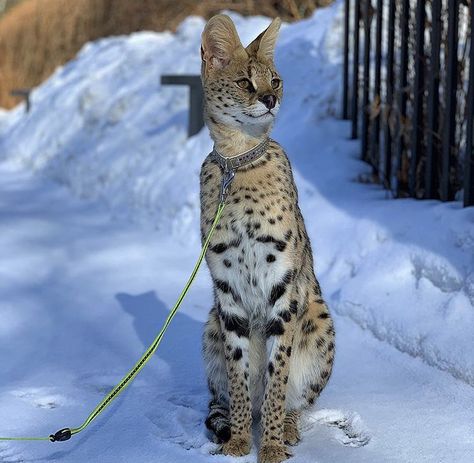 Cats, savannah cat, animals, pets, exotic, Black Savannah Cat, Savannah Cat F1, African Savannah Cat, F1 Savannah Cat Full Grown, Savannah Cat Aesthetic, Savannah Cat Full Grown, Savannah Cats, F2 Savannah Cat, Oc Stuff