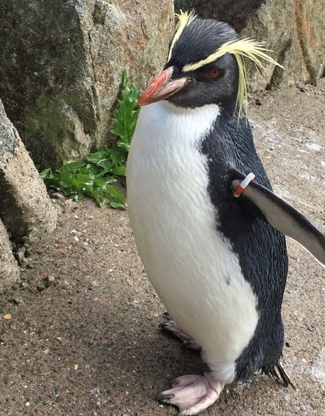 Edinburgh Zoo, Rockhopper Penguin, Penguin Parade, Well Images, On Wednesday, The Fox, Bbc News, Natural World, Edinburgh