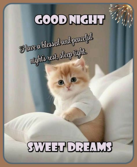 Cat Saying Goodnight, Good Night Kittens, Sweet Dreams Messages, Inspirational Cat Quotes, Good Night Text, Good Night Love You, Good Night Text Messages, Have A Blessed Night, Kitten Pics