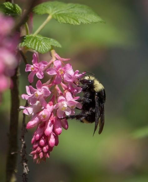 Moth Species, Oregon Grape, Mock Orange, Wildlife Gardening, Buy Plants, Colorful Leaves, Wild Ones, Trees And Shrubs, Pacific Northwest