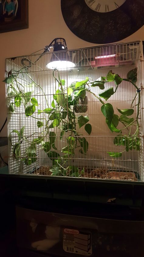 My version of a diy chameleon habitat <3 Chameleon Habitat, Chameleon Enclosure, Screen Enclosures, Scary Things, Dog Ideas, Habitat, Insects, Bedroom Decor, Cute Animals