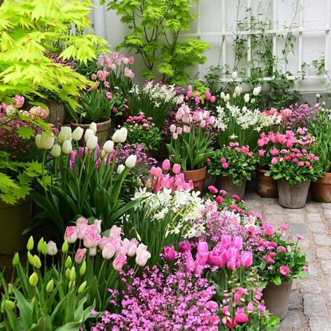 (6) Tumblr Garden Planning Layout, Front Yard Garden Design, Cottage Garden Design, Planting Design, Flower Pots Outdoor, Garden Bulbs, Have Inspiration, Pink Garden, Spring Bulbs