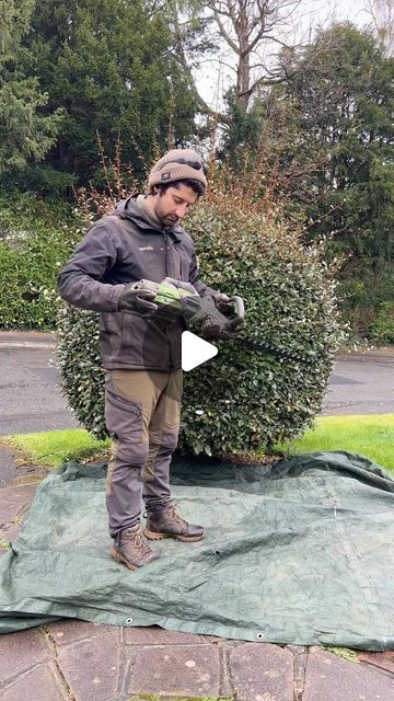 Alexander’s gardening on Instagram: "Giving this Elaeagnus x ebbingei sphere a fresh new look! 🌳 🍃A light trim & shape-up using my trusty Ego hedge trimmers & then finishing off with a little tidy up around the base of the plant ensuring everything looks neat and smart 😎👌🏼🌿

#transformation #gardener #trimming #shrubs #shrub #satisfying #satisfyingvideos #gardening #lifeofagardener #beforeandafter #battery #tools #egopowerplus #mywork #dailygrind #gardenservices #selfemployed #topiary" Trimming Boxwood Shrubs, Trim Bushes Shape, Hedge Trimming Ideas, Shrub Trimming Shape, Hedge Trimming, Hedge Trimmer, Elaeagnus Ebbingei, Podocarpus Hedge, How To Trim Bushes