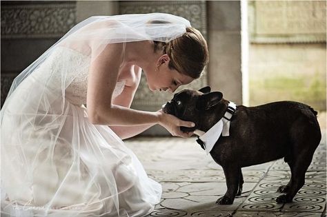 🧡 dog wedding ideas 🧡 #DogsinWeddingsIdeas 📷 Photography | 📸 Photo Ideas  #elegantweddingideas  #RomanticWeddingIdeas  #RomanticEngagementIdeas  #weddingsimpleelegant  #WeddingRusticCountryVintage  #weddingbohoideas Frenchie Wedding, French Bulldog Wedding, Dog Wedding Photos, Elopement Photoshoot, Groom Pictures, Stone Wedding, Wedding Pets, Wedding Photography Tips, Small Intimate Wedding