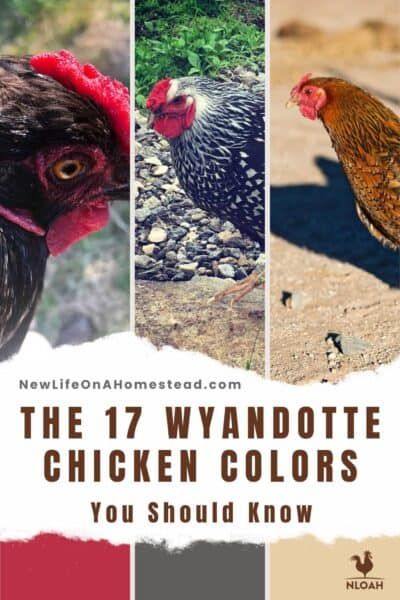 Wyandottes are big, beautiful chickens, and a great dual-purpose breed. They also come in many colors. Learn about all of them here. #chickens #Wyandotte Silver Laced Wyandotte Hen, Wyandotte Chicken Colors, Americauna Chickens, Chicken Colors, Wyandotte Hen, Chook Pen, Wyandotte Chicken, Chicken Coloring, Chicken Pictures