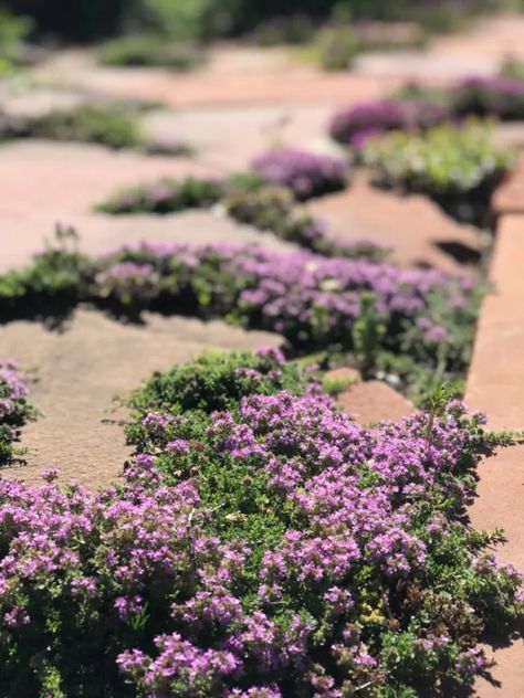 10 Ground Covers to Grow Between Patio Pavers and Stone Paths Drought Tolerant Parking Strip, Best Plants For Utah Front Yards, Park Strip Landscaping Ideas Utah, Park Strip Landscaping Utah, Utah Gardening, Red Creeping Thyme, Thyme Flower, Wallpaper Garden, Creeping Thyme