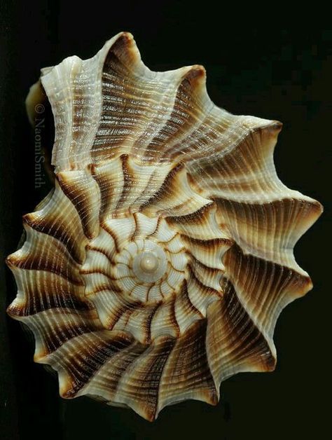 Shell Close Up, Seashell Close Up, Spiral In Nature, Spiral Photography, Shell Spiral, Spiral Seashell, Spirals In Nature, Seashells Photography, Seashell Pattern