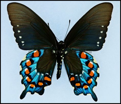 Battus Philenor(Pipevine Swallowtail) -Male -Verso -Arizona, USA -(3 in wingspan). These butterflies can be found in North America and Central America. The larvae feed on plants within the genus Aristolochia(commonly known as Pipevine plants) which makes the larvae and the butterflies poisonous. This butterfly has bright colors to warn predators that it is poisonous, which is called aposematism. Because this butterfly is poisonous many non-poisonous butterflies mimic it, which is called Bate Pipevine Swallowtail Butterfly Tattoo, Poisonous Butterflies, Poison Butterfly, Pipevine Swallowtail Butterfly, Moth Photos, Spicebush Swallowtail, Pipevine Swallowtail, Eastern Tiger Swallowtail, Black Swallowtail