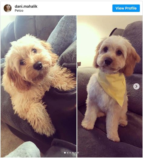 Cavapoo Haircut Styles, Cavapoo Haircut, Cavapoo Full Grown, Teddy Bear Doodle, Cavachon Dog, Puppy Haircut, Cavapoo Dogs, Dog Grooming Styles, Puppy Grooming