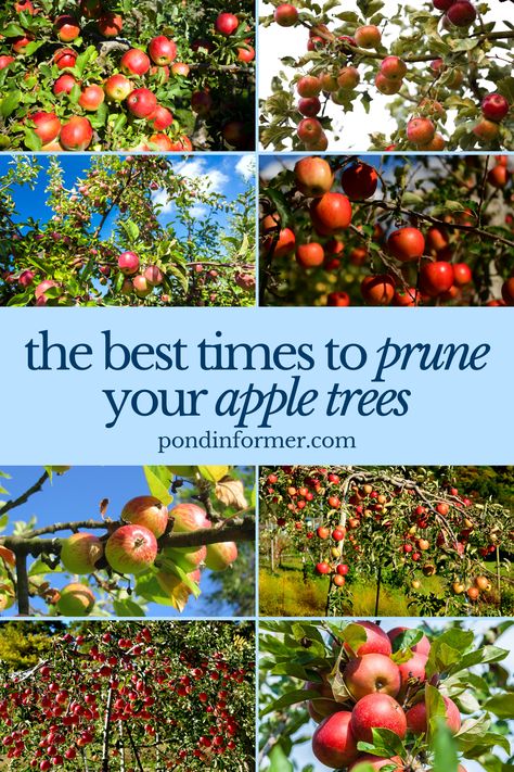 Achieve a thriving apple harvest by pruning your trees at the perfect times! Our guide offers essential tips on when and how to trim your trees for vigorous growth and maximum fruit yield. Proper pruning not only enhances tree health but also ensures a successful and abundant harvest.  #AppleTreePruning #GardeningTips #Pruning #GardenMaintenance #Gardening #TreeCareGuide #PlantCareGuide #OptimalPruning #AppleTree #Apple #PruneAppleTree #PruningApple #PruningCare #TreeCare #Prune #PondInformer When To Prune Apple Trees, How To Prune Apple Trees, Apple Tree Pruning, Growing Apple Trees, Apple Tree Care, Pruning Apple Trees, Pioneer Living, Suburban Homestead, Prune Fruit