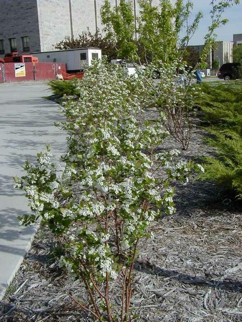 Black Chokeberry, Aronia melanocarpa - Native (spreads in ideal conditions) Black Chokeberry, Aronia Melanocarpa, Garden Shrubs, Garden And Yard, Spreads, Matrix, Yard, Sun, Plants