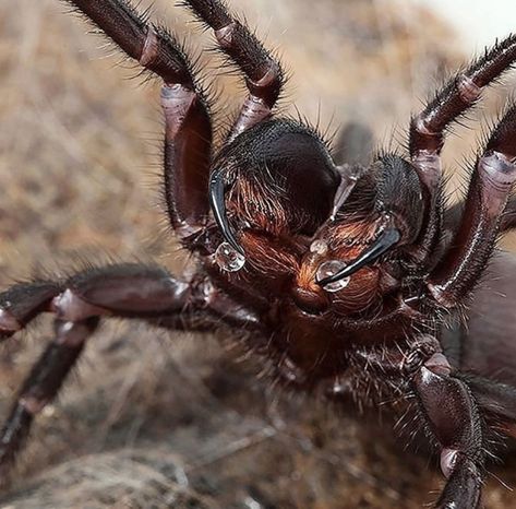 Sydney Funnel-Web Spider Sydney Funnel Web Spider, Funnel Web Spider, House Spider, Web Spider, Book Character, Arachnids, Spiders, Funnel, Character Design Inspiration