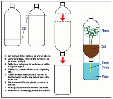 Ecosystem In A Bottle, Biotic Factors, Vetenskapliga Experiment, Science Experience, 4th Grade Science, Classroom Activity, 5th Grade Science, Earth Day Activities, Fair Projects