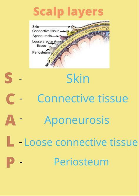 Scalp Anatomy, Product Knowledge, Esthetician, Anatomy, Skin, Quick Saves