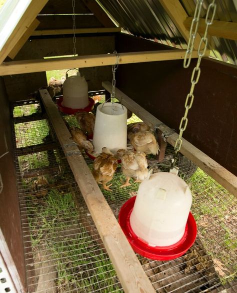 Mobile Meat Chicken Coop, Meat Chicken Coop, Chicken Brooder, Mobile Chicken Coop, Livestock Shelter, Easy Chicken Coop, Chicken Poop, Day Old Chicks, Backyard Chicken Coop