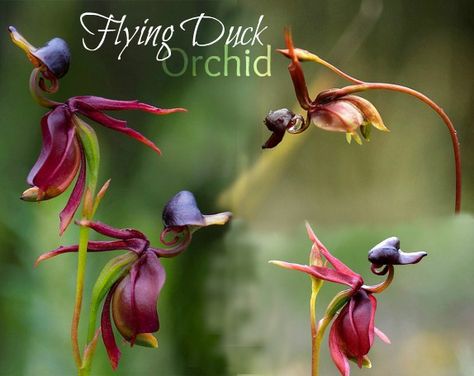 The flying duck orchid. Native to Australia Flying Duck Orchid, Duck Flower, Hanging Ferns, Flying Duck, Orchid Varieties, Orchid Seeds, Eye Balls, Alien Plants, Types Of Orchids