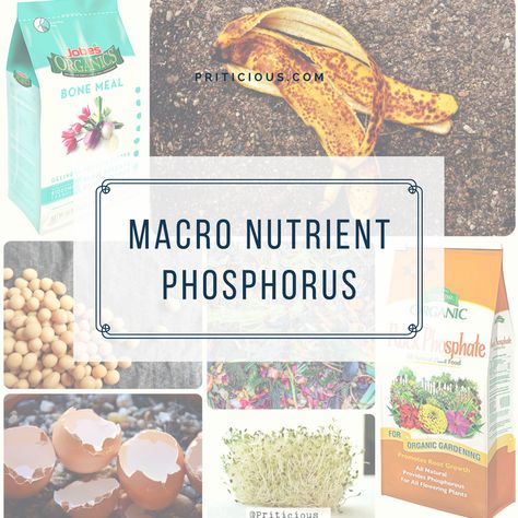 Phosphorus For Plants, Gardening Activities, I Love To Read, Sensitive Plant, Plant Benefits, Victory Garden, Growing Veggies, Green Things, Home Gardening