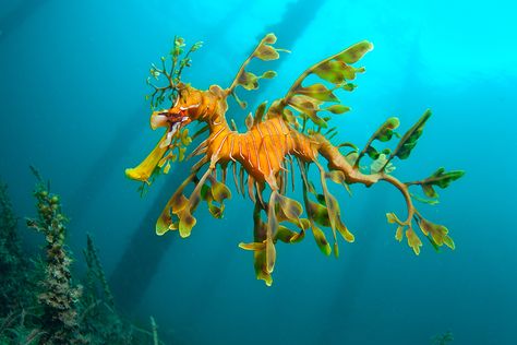 Fishy foliage of the leafy sea dragon - Australian Geographic Weird Sea Creatures, Leafy Sea Dragon, Bizarre Animals, Sea Dragons, Fauna Marina, Marine Fish, Sea Dragon, Sea Horse, Seahorses