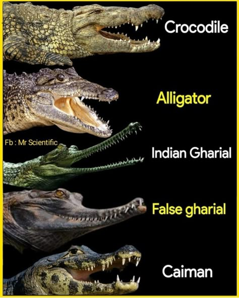 Types Of Crocodiles, Most Dangerous Animals, Animals Information, Wild Animals Pictures, Cute Reptiles, Animal Tracks, Dangerous Animals, Animal Anatomy, Animal Species