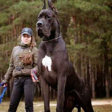 The Great Dane, Tallest Dog, Puppies Cute, Animal Groups, Fascinating Facts, Dog Costume, Gentle Giant, Dog Kennel, Great Dane