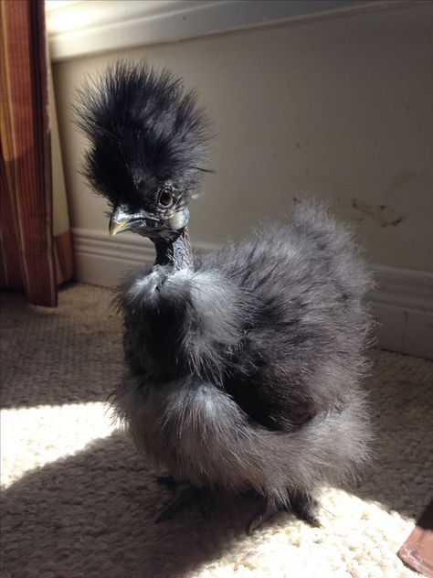 Cute mess! Feather Duster For Chicks, Black Showgirl, Fancy Chickens, Silkie Chickens, Beautiful Chickens, Feather Duster, Cute Chickens, Chickens And Roosters, Chicken Breeds