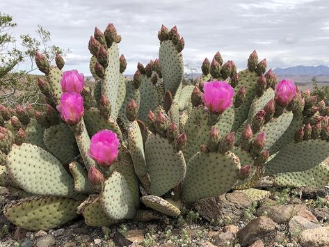 Beavertail Cactus, Opuntia Basilaris, Imperial County, Opuntia Cactus, Borrego Springs, Blooming Cactus, Mojave Desert, Cactus Plant, Late Winter