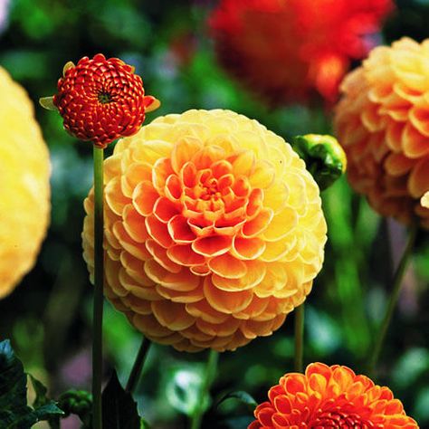 Southern California Flower Garden, Tree Dahlia, Southern California Native Plants, California Flowers, Dahlia Tuber Planting, Garden Checklist, Orange Globe Dahlia, Apricot Desire Dahlia, Sunset Magazine