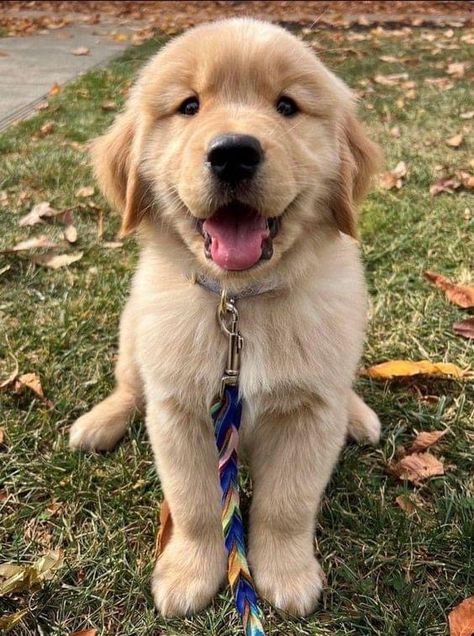 Cutest Golden Retriever Puppy, Golden Retriever Puppy Photography, Lab Retriever Puppy, Golden Retriever Puppy Aesthetic, Cute Fluffy Puppies, True Connection, Very Cute Puppies, Super Cute Puppies, Fluffy Puppies