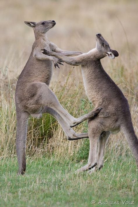 Eastern Grey Kangaroos (Macropus giganteus) Eastern Grey Kangaroo, Grey Kangaroo, Pet Raccoon, Whitetail Bucks, Beluga Whale, Water Animals, Rare Animals, Pet Rats, Outdoor Quotes