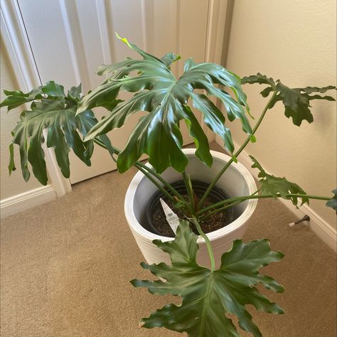 Should I Repot My Split Leaf Philodendron And If So, How? Split Leaf Philodendron Vs Monstera, Split Leaf Philodendron Care, Split Leaf Philodendron, Philodendron Care, Rooting Hormone, Inside Plants, Leaf Plant, Soil Layers, Root Growth