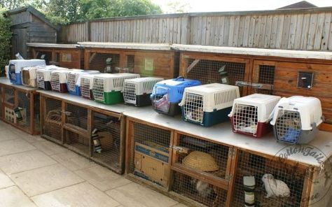 Animal Rescue Ideas, Rabbit Rescue, Rabbit Ideas, Raising Rabbits, Pet Spa, Pet Boarding, Dog Rescue, Small Pet, Interesting Information