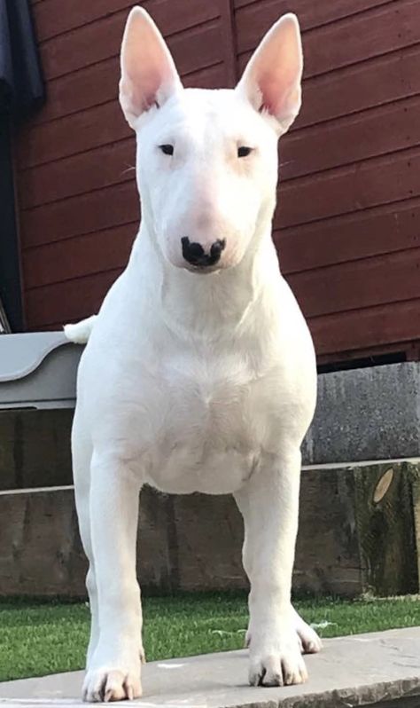 Elegancia y ternura 😁😁😁 Bill Terrier, White Pitbull Terrier, White American Pitbull Terrier, Black Bull Terrier, English Bull Terrier Puppy, Bull Terrier Mini, White Bull Terrier, Bull Terrier Tattoo, Working Bull Terrier