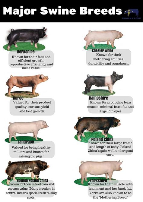 Pig Symbolism, Animal Genetics, Pig Houses, Livestock Judging, Hog Farm, Pig Breeds, Raising Farm Animals, Vet Medicine, Pig House