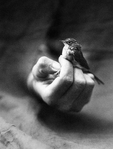 His Eye is On The Sparrow Art Of Letting Go, Sylvia Plath, Valerian, Black White Photos, Perfect World, William Shakespeare, Little Bird, In The Woods, White Photography