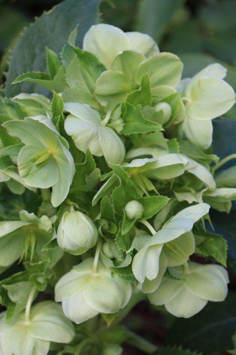 **Gorgeous pale green Helleborus flowers Lenten Rose, Flower Guide, Christmas Rose, Green Theme, White Gardens, Shade Plants, Spring Blooms, Green Garden, Spring Green